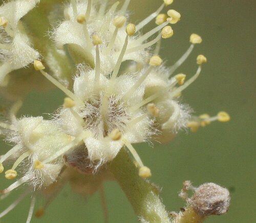 Terminalia volucris observed 2009-11-23