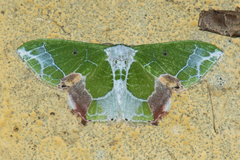 Protuliocnemis partita