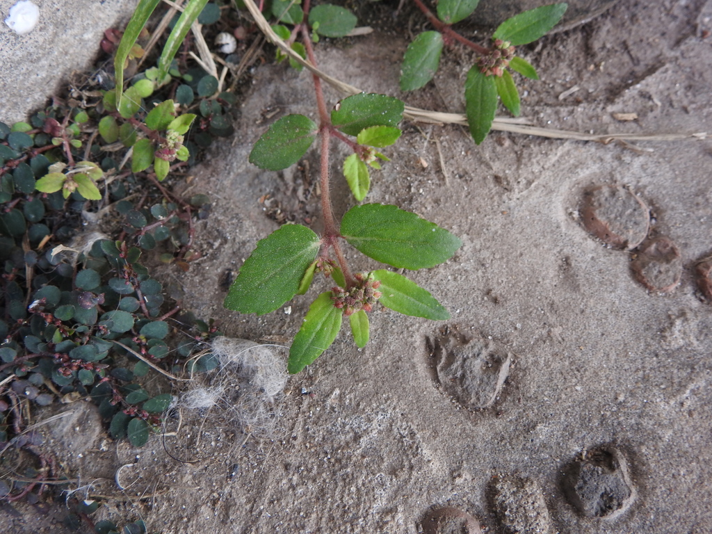 Florida Hammock Sandmat from Santo Tomé, Santa Fe, Argentina on May 13
