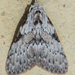 Tufted Moths - Photo (c) Vijay Anand Ismavel, some rights reserved (CC BY-NC-SA), uploaded by Dr. Vijay Anand Ismavel MS MCh
