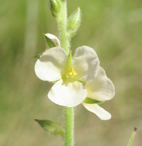 Cartonema parviflorum, 2008-03-06
