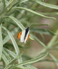 Anthocharis sara pseudothoosa