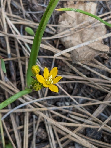 Image of Triteleia lemmoniae by (c) Alina Martin, some rights reserved (CC BY)