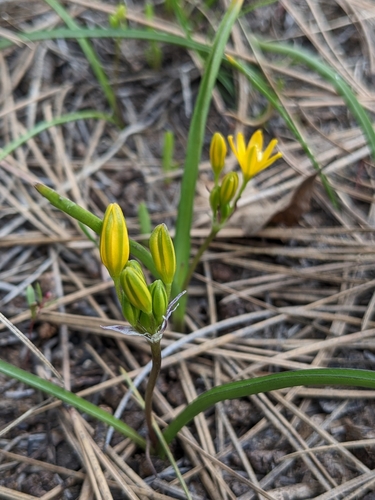 Image of Triteleia lemmoniae by (c) Alina Martin, some rights reserved (CC BY)