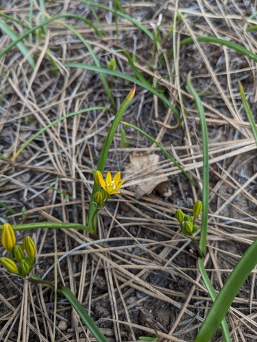 Image of Triteleia lemmoniae by (c) Alina Martin, some rights reserved (CC BY)