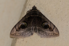 Spirama