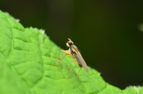 Subgenus Neogimnomera · iNaturalist United Kingdom