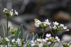 Anthocharis sara pseudothoosa