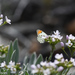 False Thoosa Orangetip - Photo (c) Kristie Nelson, some rights reserved (CC BY-NC), uploaded by Kristie Nelson