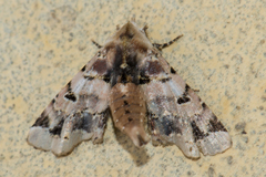 Atacira