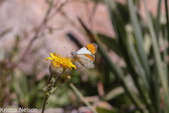 Anthocharis julia stella