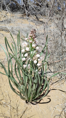 Image of Eremurus Anisopterus (Eremurus anisopterus) by (c) Svyatoslav Knyazev, some rights reserved (CC BY)