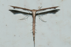 Stenoptilodes taprobanes