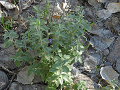 Scutellaria potosina