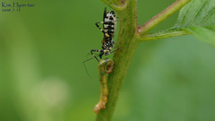 Sphedanolestes impressicollis