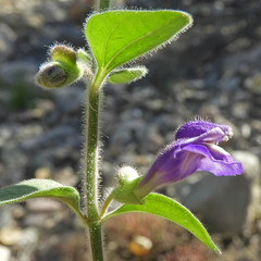 Scutellaria potosina