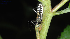 Sphedanolestes impressicollis