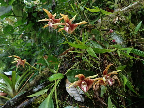 Maxillaria striata, photograph 3