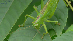 Tettigonia