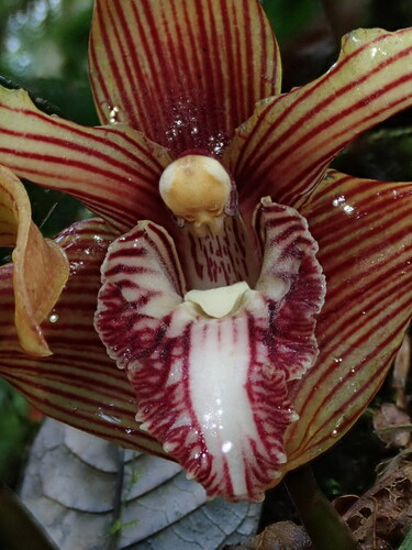 Maxillaria striata, photograph 2