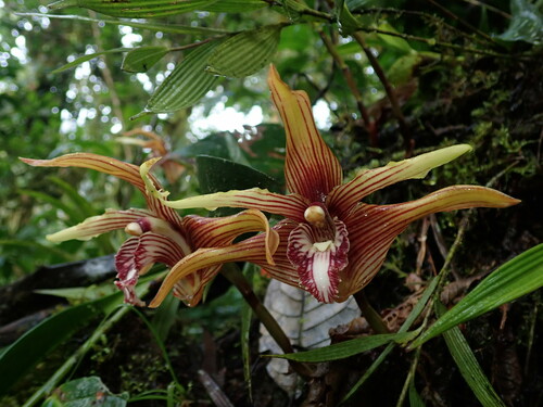 Maxillaria striata