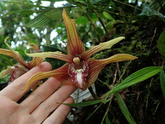 Maxillaria striata, photograph (c) Nolan Exe, some rights reserved (CC BY)