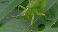 Tettigonia
