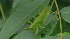 Tettigonia