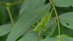 Tettigonia