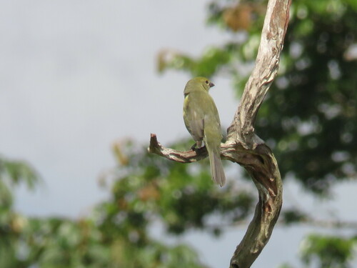 Black-faced Tanager (Schistochlamys melanopis), photo 10
