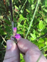 Carphephorus pseudoliatris