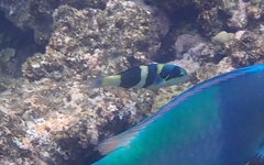Thalassoma nigrofasciatum