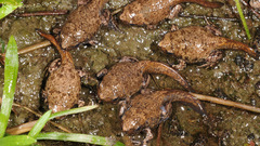 Boreal Digging Frog photo 2