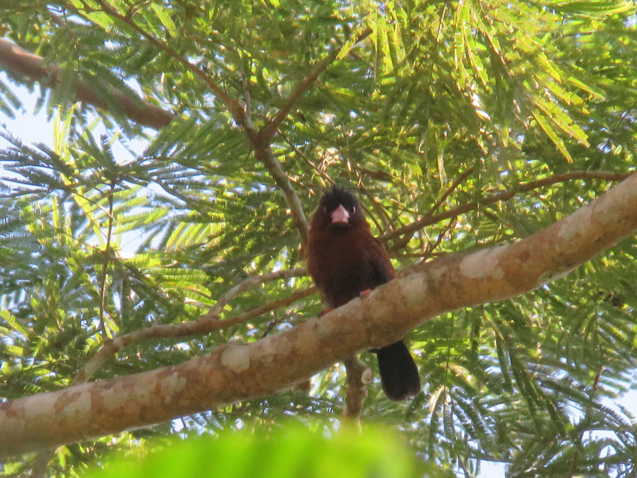 Purus Jacamar (Galbalcyrhynchus purusianus), photo 6