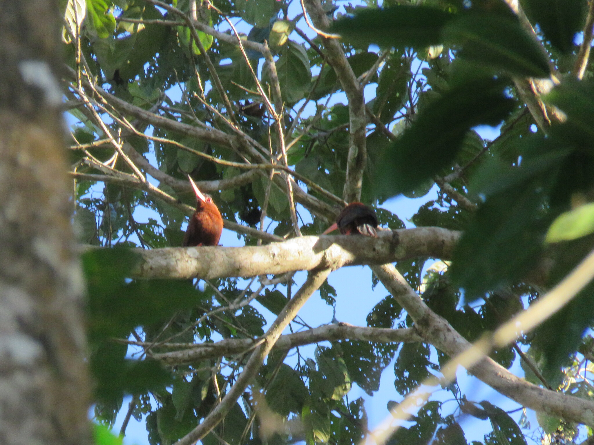 Purus Jacamar (Galbalcyrhynchus purusianus), photo 7