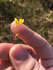 Utricularia juncea