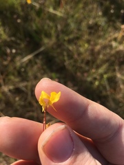 Utricularia juncea