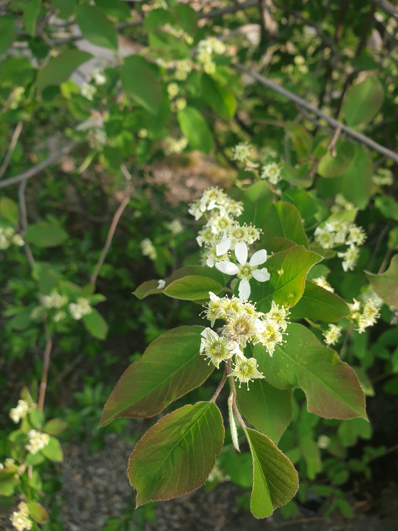 Amelanchier fernaldii