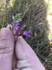 Liatris elegantula