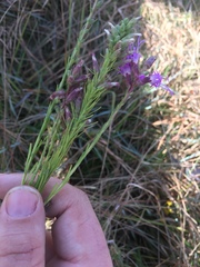 Liatris elegantula