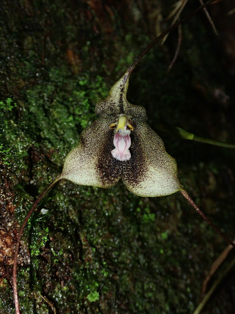 Dracula exasperata
