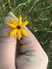 Coreopsis gladiata