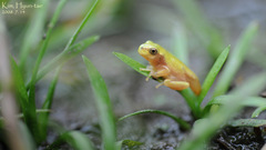 Hyla suweonensis