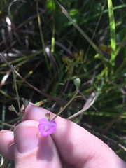 Agalinis obtusifolia
