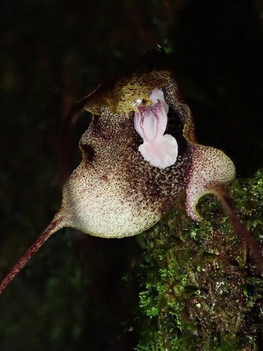 Dracula exasperata Luer & R.Escobar 4