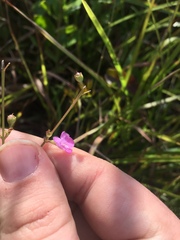 Agalinis obtusifolia