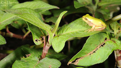 Hyla suweonensis