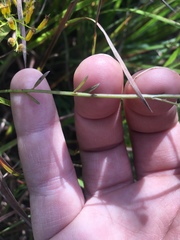 Agalinis obtusifolia