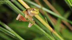Hyla suweonensis