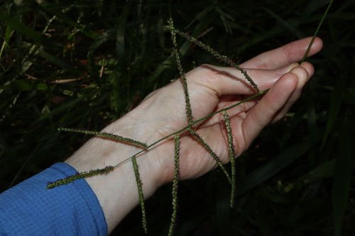 Image of Paspalum mandiocanum by (c) Thomas Mesaglio, some rights reserved (CC BY)